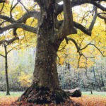 L-Ile-de-France-veut-proteger-ses-arbres-remarquables