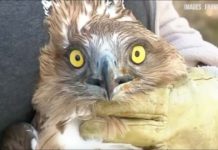 Tu vas pas mourir de rire – Démasque l’Info #13