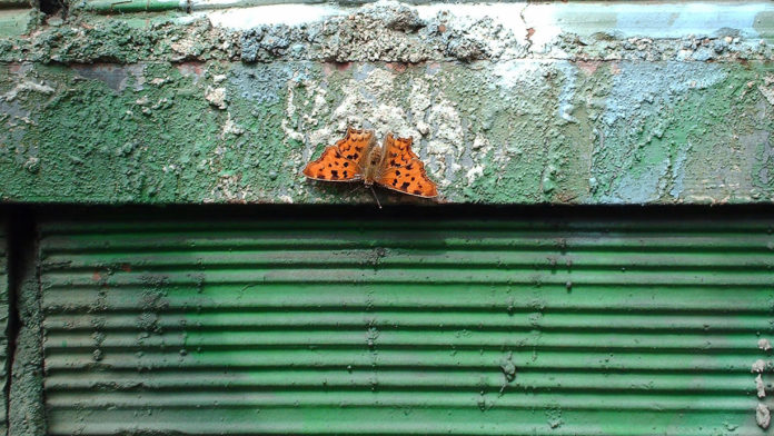 Un rapport explosif sur le déclin de la biodiversité qui ne doit pas passer inaperçu