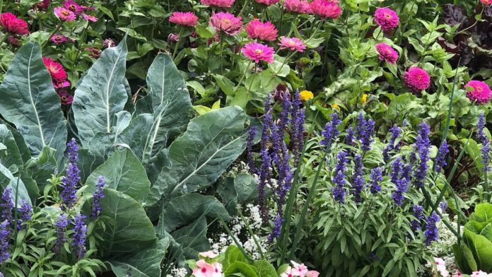 Visite du jardin prodigieux de Cynthia : 600 mètres carrés d’essentiel