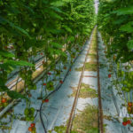 Tomato plants in a greenhouse