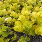 59986560_382606389133064_6500917509166727168_o