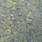 Glenwood_-_Fish_hatchery_-_1