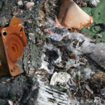 Jenny Rollo sur FREEIMAGES