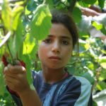 Kinderarbeid-in-Turkije-in-fotos-en-film
