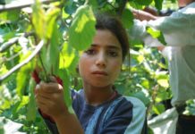 Turquie : Nutella profite de l’exploitation de réfugiés syriens, dont des enfants