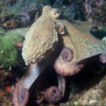 Octopus_vulgaris_2
