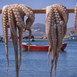octopus-546691_960_720
