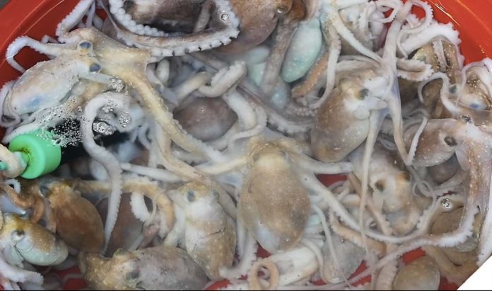 Élevage intensif de pieuvres : cette très mauvaise idée selon des scientifiques