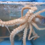 octopus_elevage