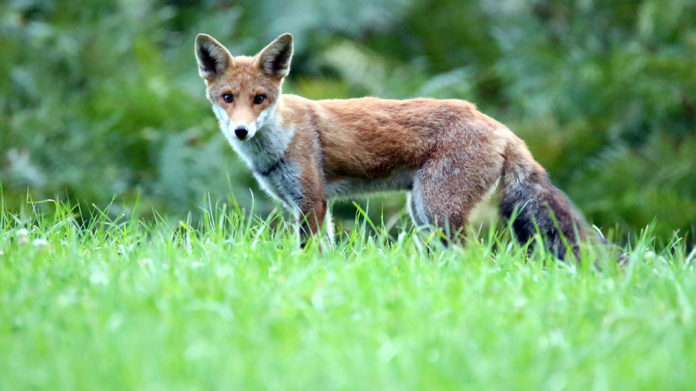 Le gouvernement veut autoriser le massacre de millions d’animaux sauvages