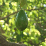 25052008-2560636926_80aa67a7f9_o