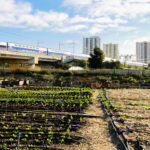 FRANCE – LA FERME URBAINE DU TALUS – MARSEILLE