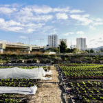 FRANCE – PREMIERES CULTURES – MARSEILLE