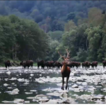 Rewilding