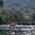 Rewilding