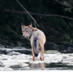 Rewilding loup