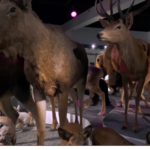 Rewilding mégafaune