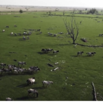 Rewilding polder Pays-Bas