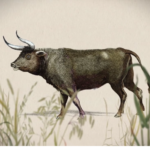 rewilding auroch