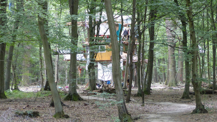À Hambach, la résistance s’organise au cœur d’une forêt millénaire