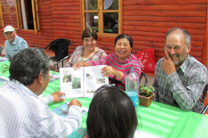 Au Chili, des centaines de semences traditionnelles sauvées de l’extinction