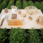 scoby-roza-janusz-packaging-sustainable-bio-design_dezeen_2364_col_16