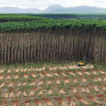 accion-veracel-cellulose