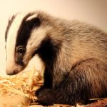 Blaireau-Européen-@Hirondel