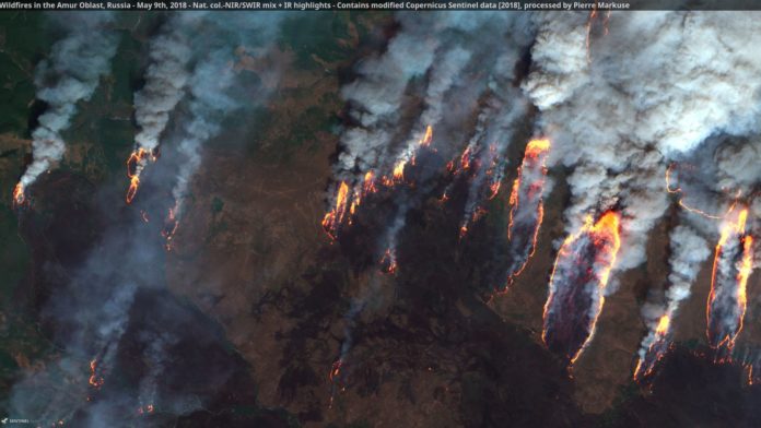 Pourquoi planter des arbres aveuglément ne nous sauvera pas du crash climatique