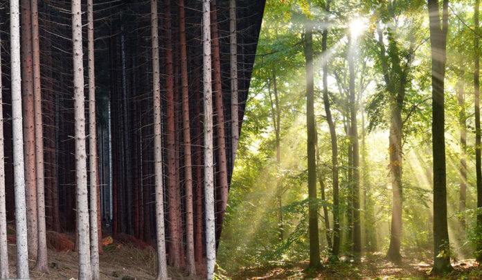 « Semeurs de forêts » : une association française contre l’industrie forestière