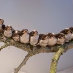 Jeune-Mésanges-à-longue-que