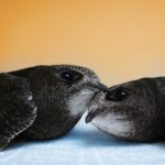 Martinets-noirs-@Hirondelle