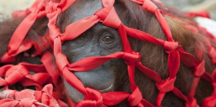 Capitalisme vert : ils détruisent le monde en prétendant le sauver (Dossier)