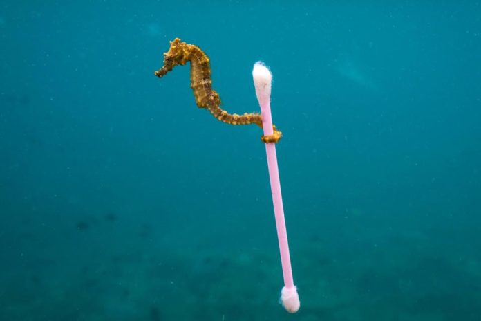 Le vrai poumon du monde est océanique, et il brûle sans faire de vague