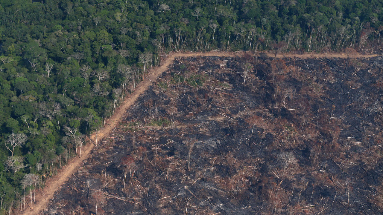 Amazonie : Après le feu, bilan du sacrifice planifié d'une nature ...