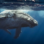 baleine
