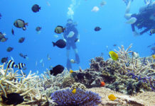 Sur l’île de Gili, on aide les coraux à se régénérer 6 fois plus vite
