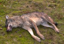 Abattage du loup : une guerre absurde contre la vie sauvage