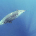 191026_NG_GoPro_ODG6_Day5_3whales_Still003-2