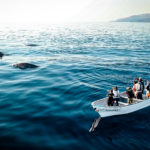 Baleines à bec de Cuvier