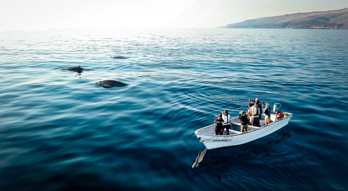 Baleines menacées partout autour du monde ? Action à bord d’un navire de Sea Shepherd (Reportage)