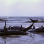 1986_beached_whales_in_Flinders_Bay_(2)