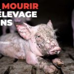 elevage_cochon_france