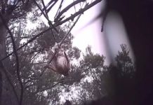 Oiseaux piégés à la glu en France : une vidéo qui interpelle