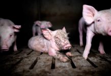 Nouvelle enquête choc dans un élevage de cochons du Finistère par L214