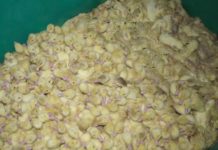 Foie gras de canard : images infernales dans un domaine français médaillé