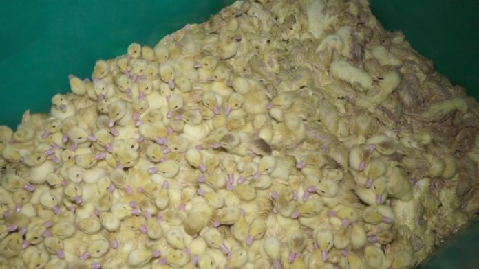 Foie gras de canard : images infernales dans un domaine français médaillé