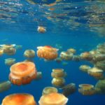 06-Méduse-Cotylorhiza-tuberculata©F.Limena-TaraExpeditions-