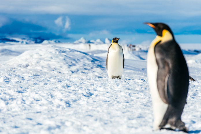 Comment le tourisme de masse s’invite en Antarctique